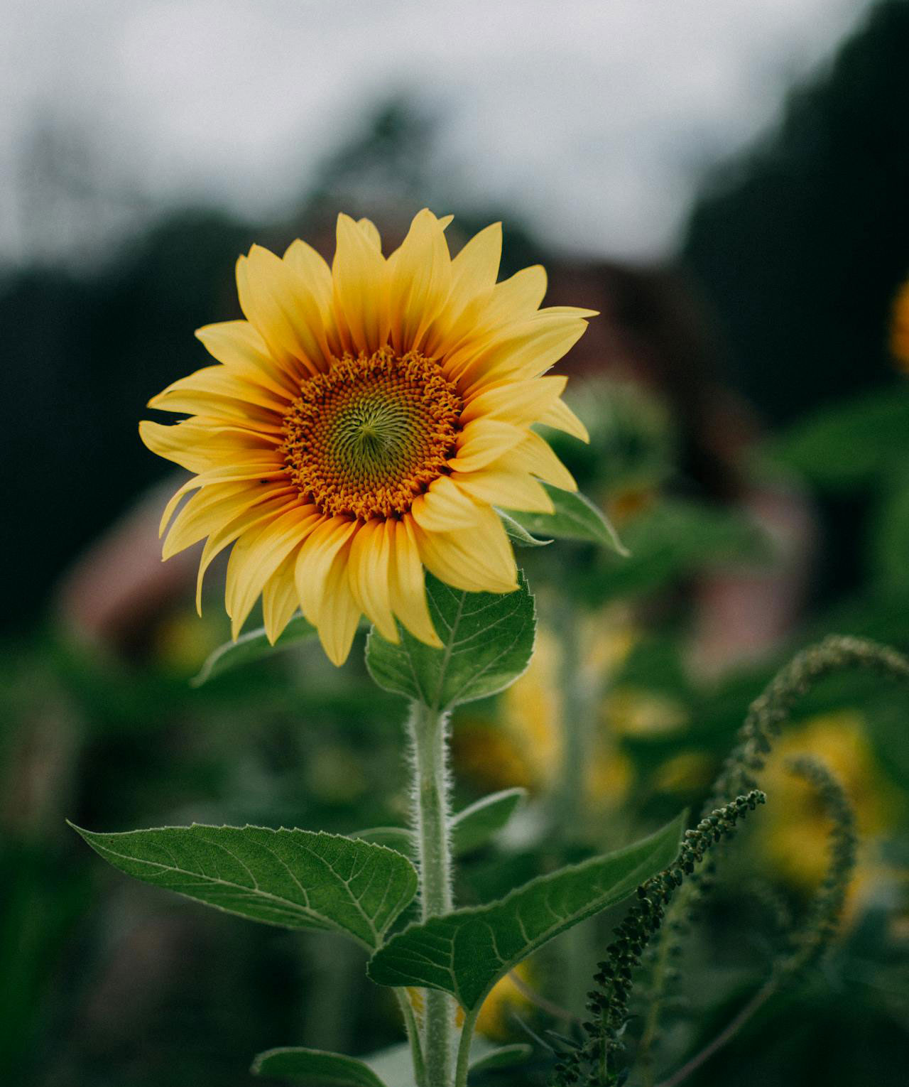 SUnflower-image